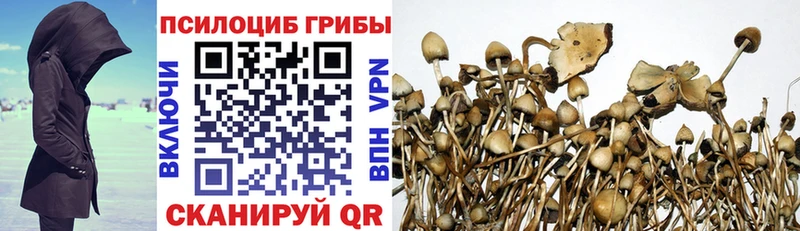 Псилоцибиновые грибы Cubensis  Адыгейск 